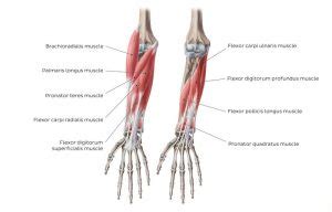 Flexors of forearm, Forearm muscles, structure, function & anatomy ...