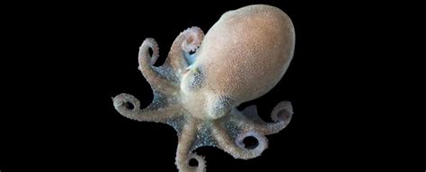 Antarctic Octopuses Survive in Earth's Coldest Ocean Without Freezing ...