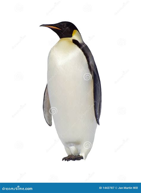 Emperor Penguin Royalty Free Stock Photography Image 1443787