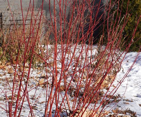 Red Osier Dogwood A Perfect Four Season Native Shrub The Corner