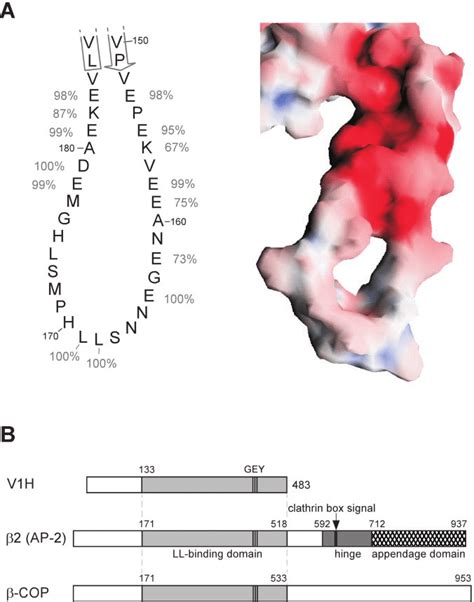 Model Representation Of The Dileucine Sorting Motif In Nef And Proposed