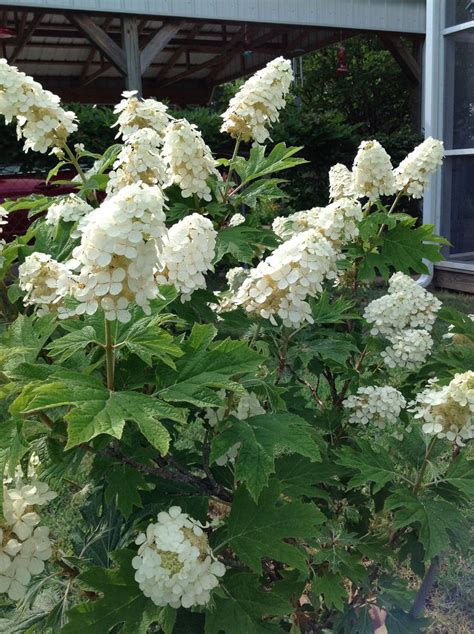 Oak Leaf Hydrangea Beautiful Hydrangeas Oakleaf Hydrangea Beautiful