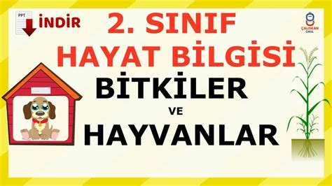 S N F Hayat Bilgisi Bitkiler Ve Hayvanlar Konu Anlat M Ve Test