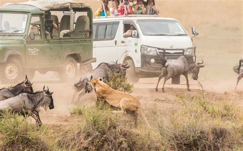 The Great Wildebeest Migration Africa Geographic