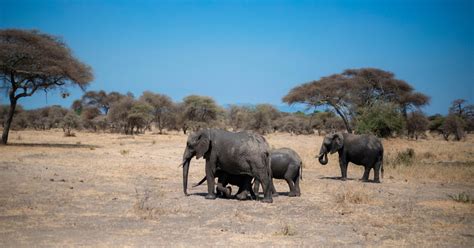 Tage Great Serengeti Migration Safari Getyourguide