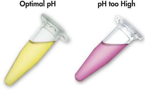 Qiaquick Pcr Purification Kit Pcr Purification Qiagen