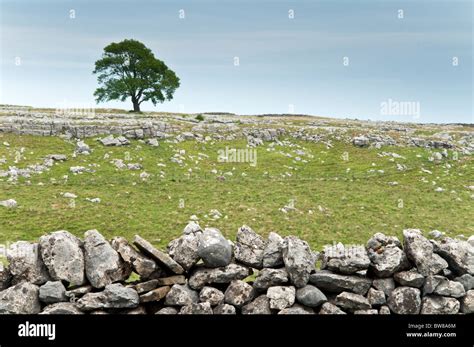 Yorkshire Dales Malham Tree On Limestone Pavement And Dry Stone Wall