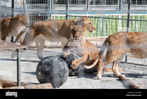 29 March 2019 Bavaria München Lions From Circus Krone Lie In The