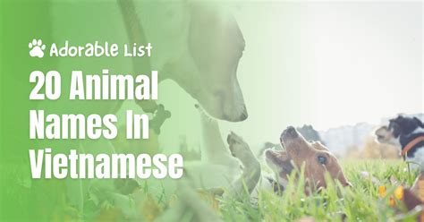 Adorable List: 20 Animal Names In Vietnamese - ling-app.com