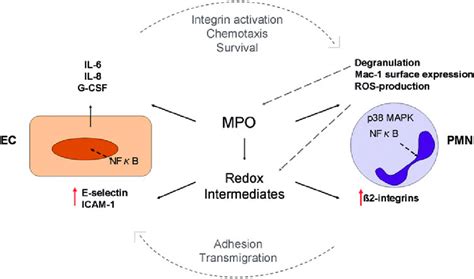 Effect Of Extracellular Mpo And Mpo Derived Oxidants On Pmn And Ecs Download Scientific