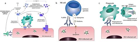 Antibodies 101 Fc Effector Functions