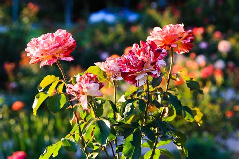 Pretty Roses Taken At Cal Poly Pomonas Rose Garden Mity Flickr