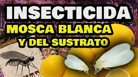 Eliminar La Mosca Blanca Y Mosca Del Sustrato Insecticida Casero