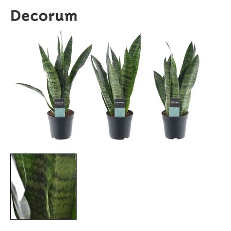 Sansevieria Trifasciata Black Coral Plant Wholesale Floraccess