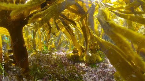 Underwater Moving In Kelp Forest In Shallow Water In The Atlantic Ocean