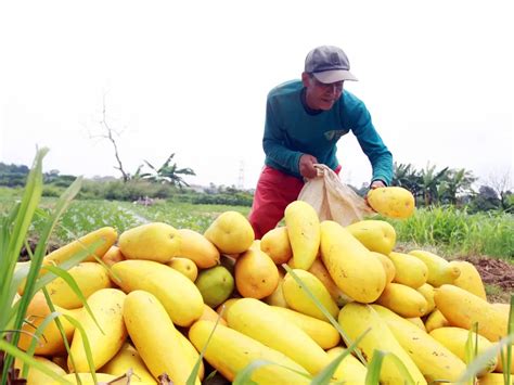 Petani Panen Timun Suri Saat Bulan Ramadhan