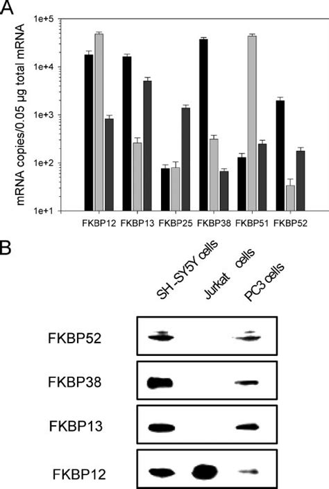 Fkbp Is Expressed At High Concentrations In Sh Sy Y Cells A Mrna