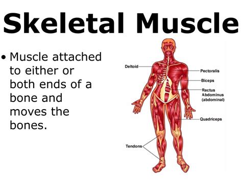 Ppt 7th Grade Unit 5 The Structure And Function Of Body Systems Lesson 1 Muscular Skeletal