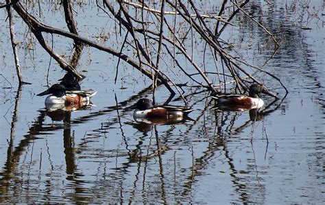 Canard Oiseau Pelleteur Du Nord Photo Gratuite Sur Pixabay