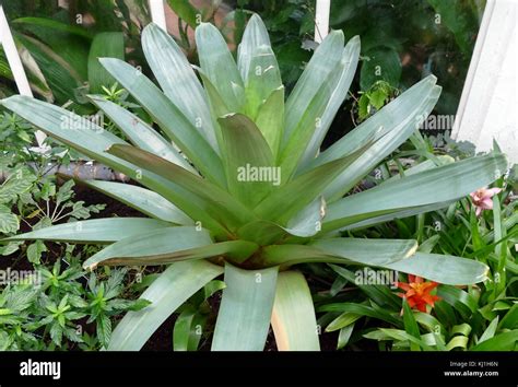 Vriesea Imperialis Rubra Hi Res Stock Photography And Images Alamy