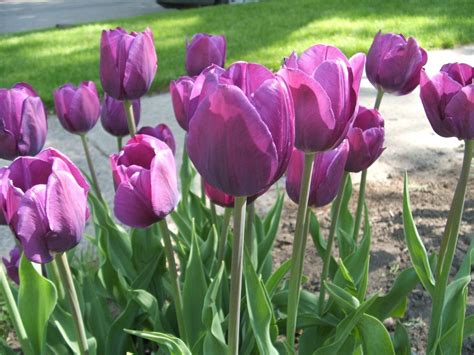 Purple Tulips 25 Bulbs Tulip Town Bulb Company