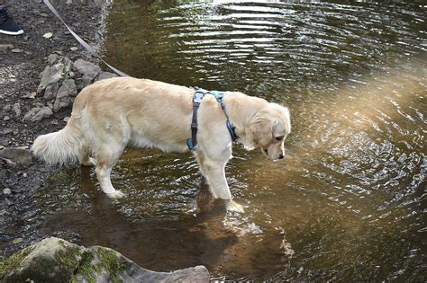 Perro Perdiguero De Oro Lago Foto Gratis En Pixabay Pixabay