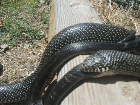 Id Kansas Rsnakes