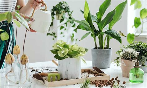 Plantas de interior que son muy fáciles de cuidar y que protegen tu