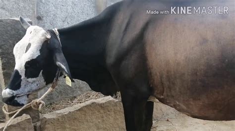 Pregnant Hf Cross Cow Available For Sale At Bhai Cattle Farms Youtube