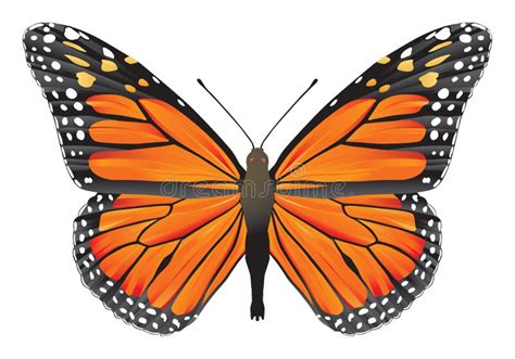 Monarch Butterfly Vector Illustration Stock Vector Illustration Of