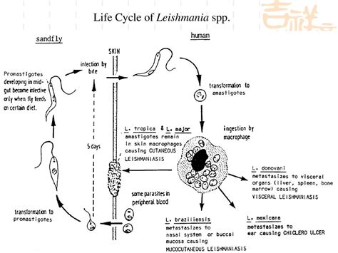 Leishmaniasis Life Cycle Diagram