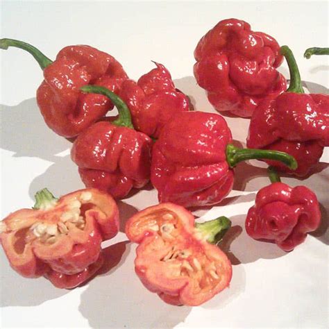 Trinidad Moruga Scorpion | Cayenne Diane