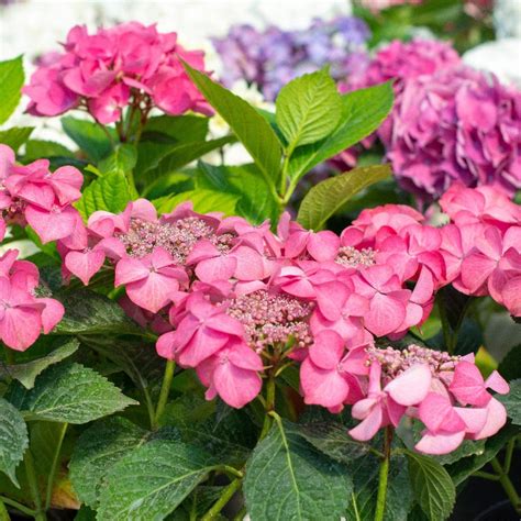 Hydrangea Macrophylla Bailmacsix Endless Summer® Pop Star® Hydrang