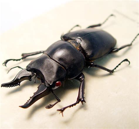 Prosopocoilus Serricornis Madagascar Stag Beetle Scary Mandibles