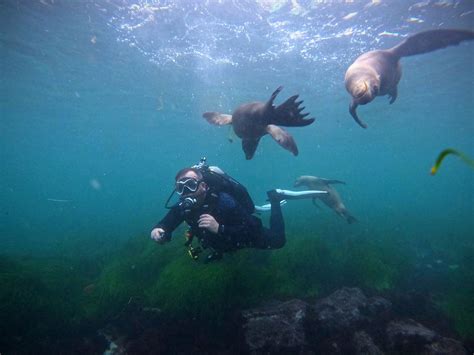 La Jolla Cove Scuba Diving San Diego Scuba Diving And Snorkel Tours Zach S Scuba Shack