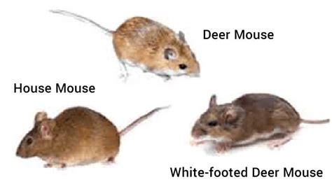 House Mouse Vs Deer Mouse Whats The Difference Updated January 2025