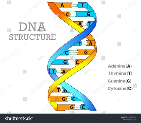 Dna Structure Model Anatomy Different Double Stok Vektör Telifsiz 1676887003 Shutterstock