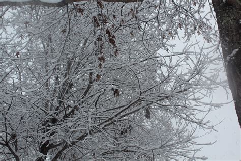 Banco De Imagens Árvores Ramo árvore Geada Congelando Planta