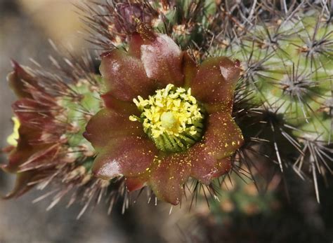 Cylindropuntia alcahes alcahes from San Quintín B C Mexico on May 31