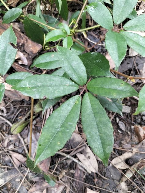 Five Leaved Water Vine From Boreen Point Qld Australia On April