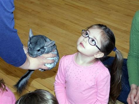 Chinchilla petting time | Chinchilla, Pets, Furry