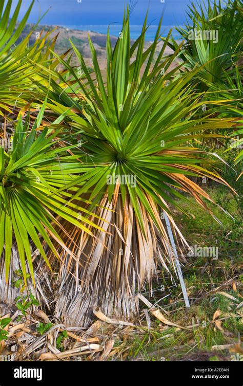 Thriving Plant Tree Succulent Hi Res Stock Photography And Images Alamy