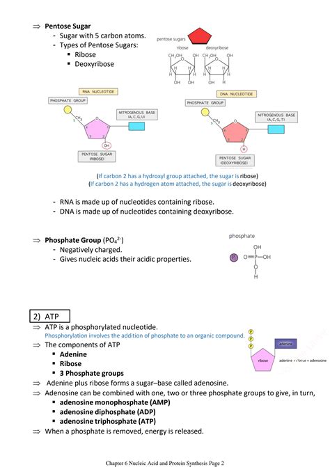 Solution Cambridge As Level Biology Chapter 6 Nucleic Acid And Protein Synthesis Precise And