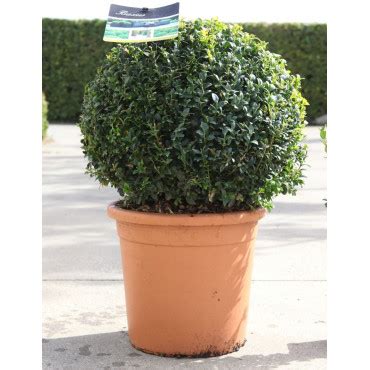 Topiaire Plante Taill E Buxus Sempervirens Buis Commun