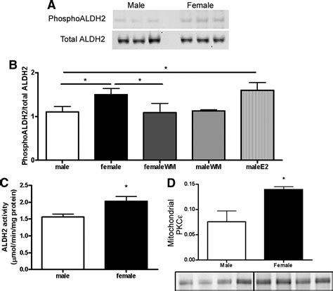 Sex Differences In The Phosphorylation Of Mitochondrial Proteins Result