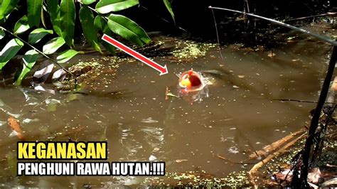 Aksi Penghuni Rawa Hutan Pedalaman Menyambar Umpan Pemancing Mancing