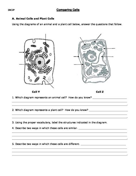 Plant And Animal Cells Worksheets