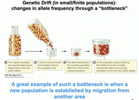 Biol 104 Lecture 2b Flashcards Quizlet