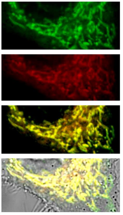 Mito Flipper Tr Mitochondria Specific Membrane Tension Probe