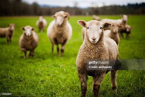 Herd Of Curious Sheep Looking At The Camera High Res Stock Photo